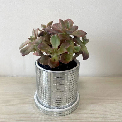 Twilight Planter